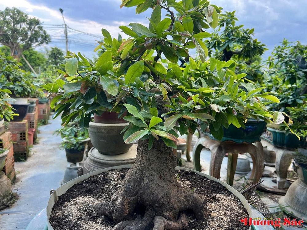 Hành trình trở về của người kỹ sư viễn thông và hồn cốt mai vàng An Nhơn Hành trình trở về của người kỹ sư viễn thông và hồn cốt mai vàng An Nhơn