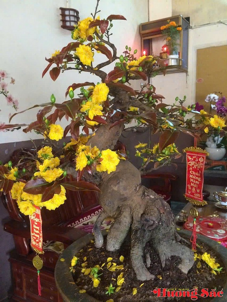 Hành trình trở về của người kỹ sư viễn thông và hồn cốt mai vàng An Nhơn Hành trình trở về của người kỹ sư viễn thông và hồn cốt mai vàng An Nhơn