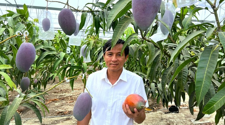 Ứng dụng công nghệ cao, doanh nghiệp Việt trồng thành công xoài Miyazaki Ứng dụng công nghệ cao, doanh nghiệp Việt trồng thành công xoài Miyazaki