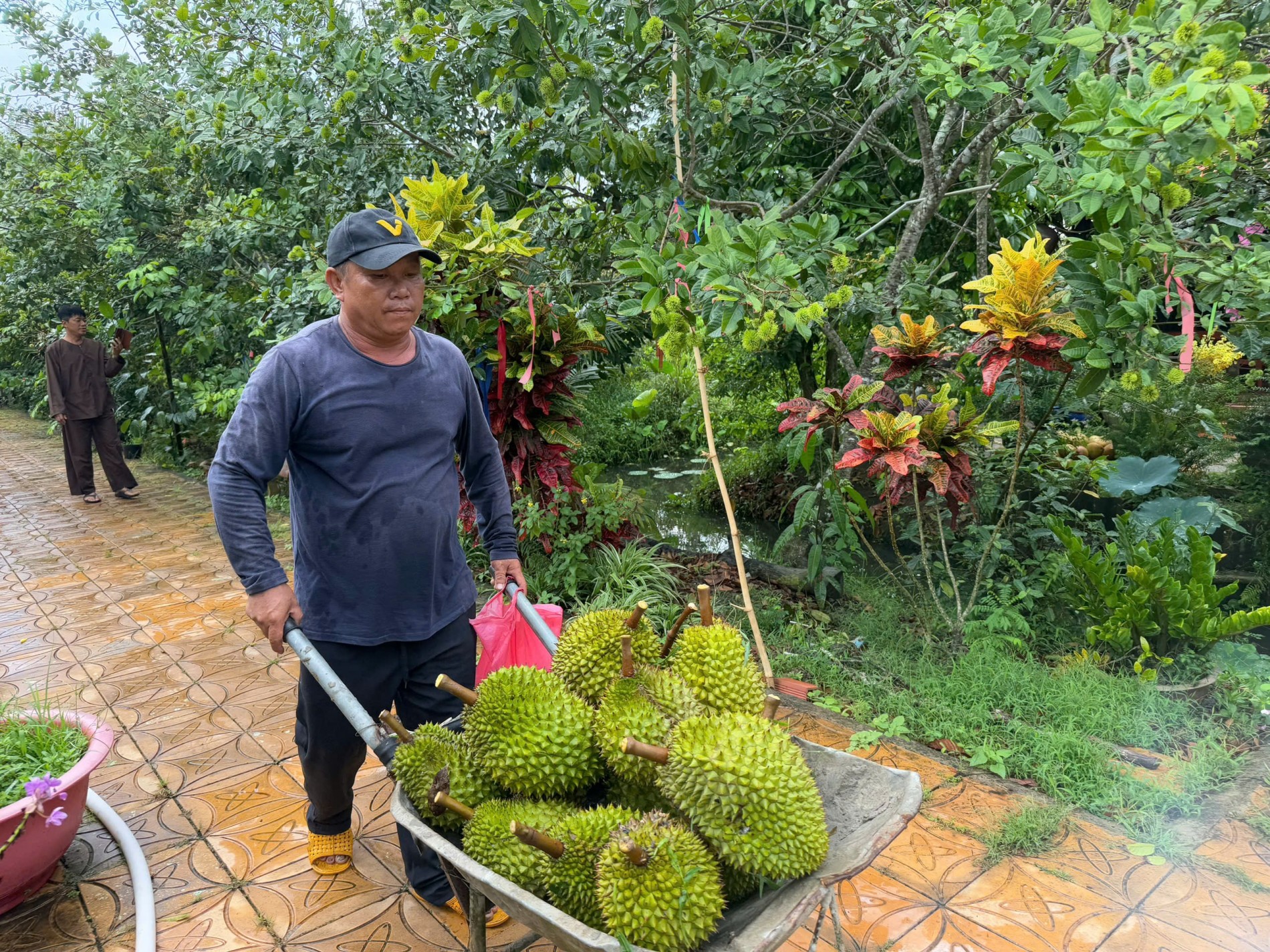 Cần Thơ: Không bán vé, chỉ bán trái cây nhưng khách vẫn ùn ùn kéo đến Cần Thơ: Không bán vé, chỉ bán trái cây nhưng khách vẫn ùn ùn kéo đến