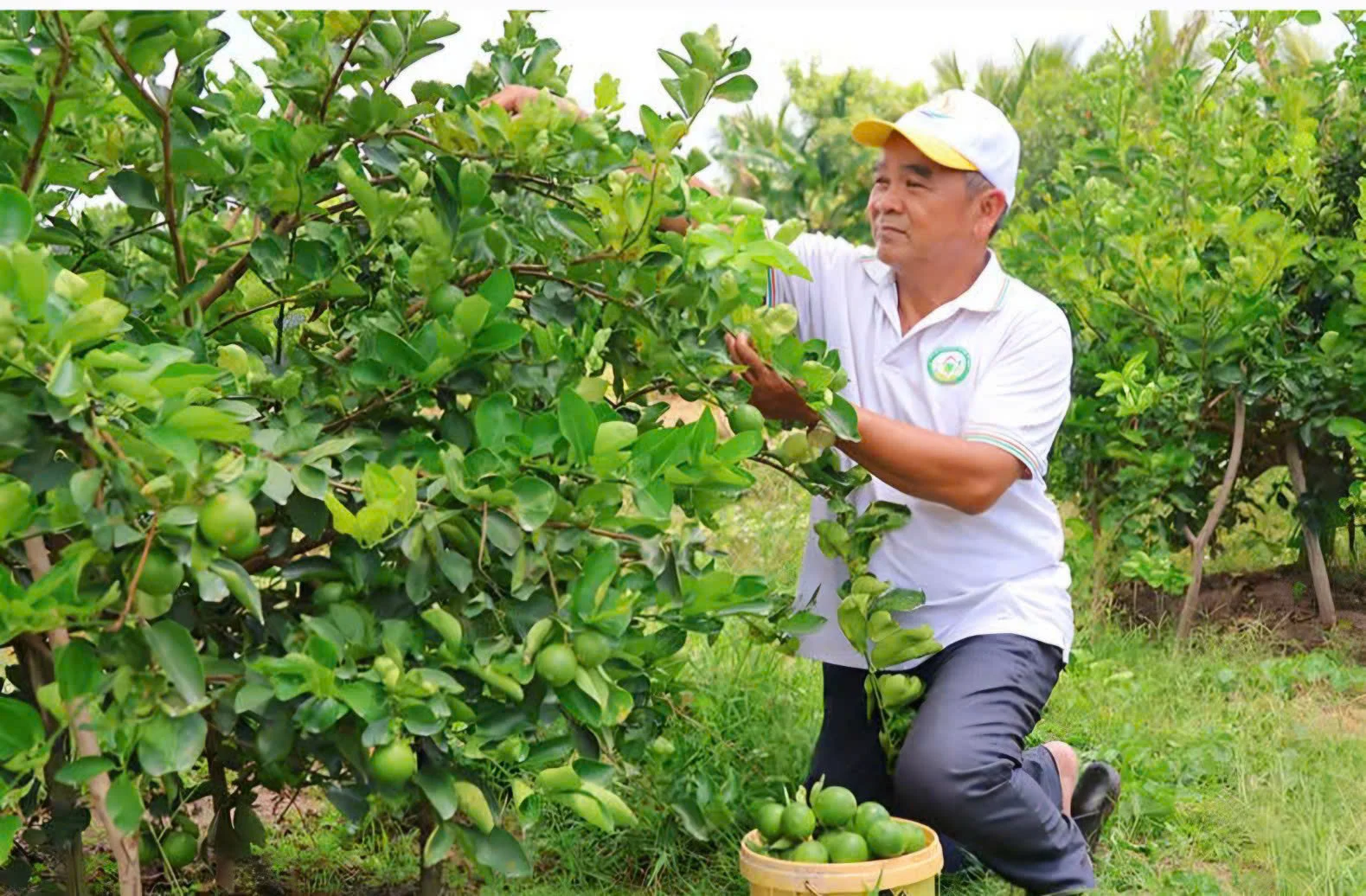 Trồng loại chanh không hạt sai trĩu quả, HTX ở Đồng Tháp chinh phục thị trường châu Âu