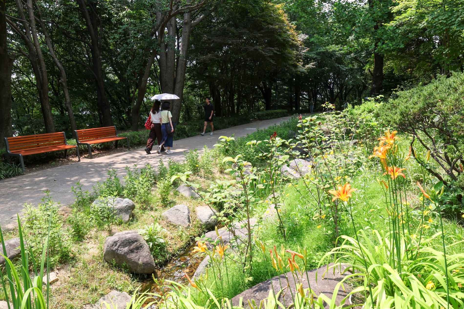 Vườn rừng Namsan – Thu nhỏ hệ sinh thái Hàn Quốc giữa lòng Seoul Vườn rừng Namsan – Thu nhỏ hệ sinh thái Hàn Quốc giữa lòng Seoul