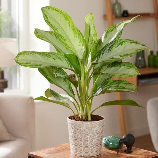 5 loại cây cảnh sống khỏe trong nhà bất chấp thiếu sáng 5 loại cây cảnh sống khỏe trong nhà bất chấp thiếu sáng