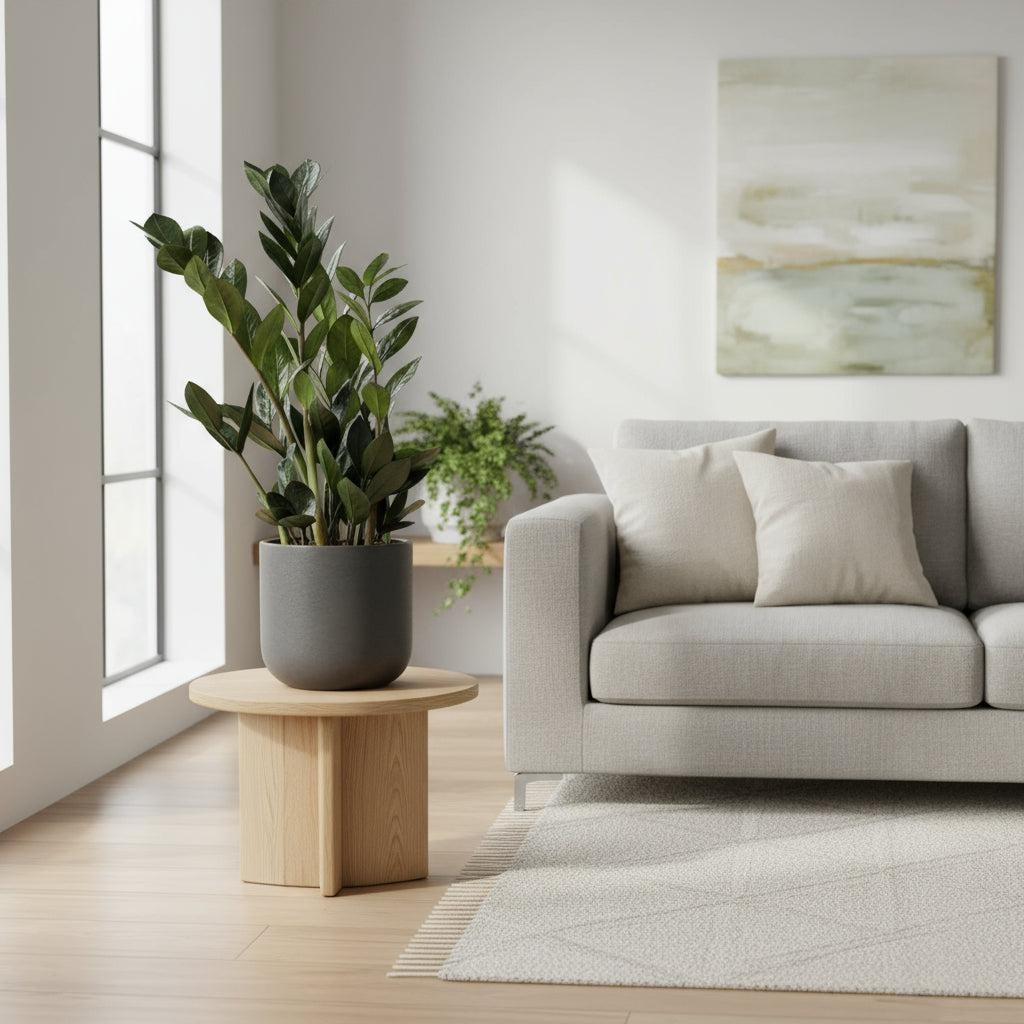 5 loại cây cảnh sống khỏe trong nhà bất chấp thiếu sáng 5 loại cây cảnh sống khỏe trong nhà bất chấp thiếu sáng
