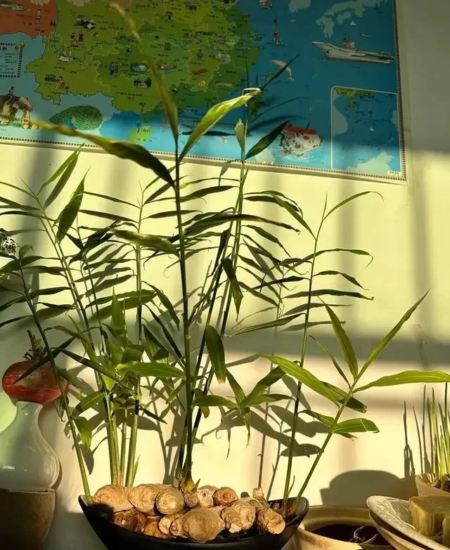 Trào lưu trồng cây dược liệu, cây gia vị làm cảnh ở văn phòng được chị em công sở yêu thích