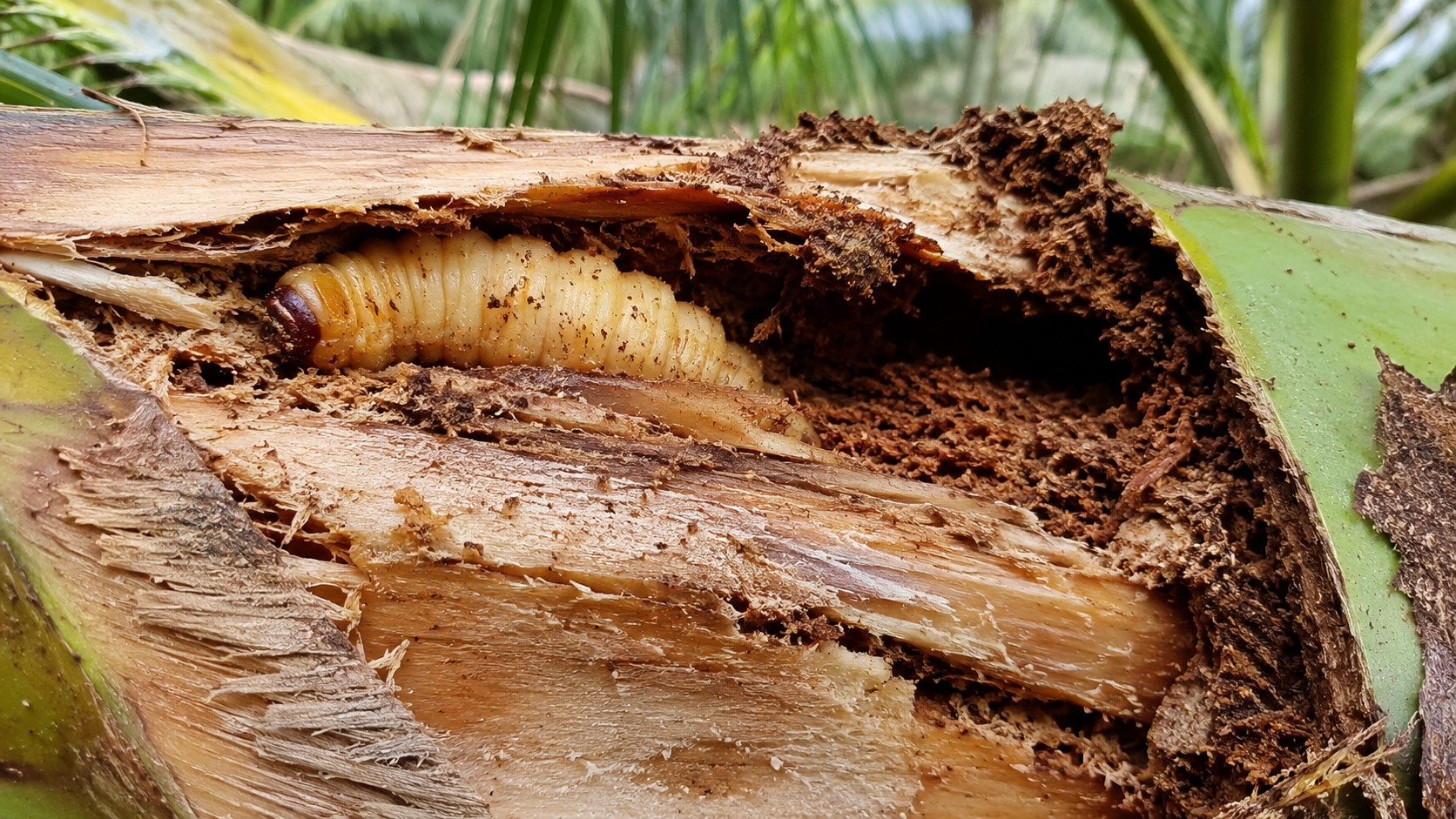 Vĩnh Long siết chặt xử lý hành vi nhân nuôi, buôn bán đuông dừa trái phép Vĩnh Long siết chặt xử lý hành vi nhân nuôi, buôn bán đuông dừa trái phép
