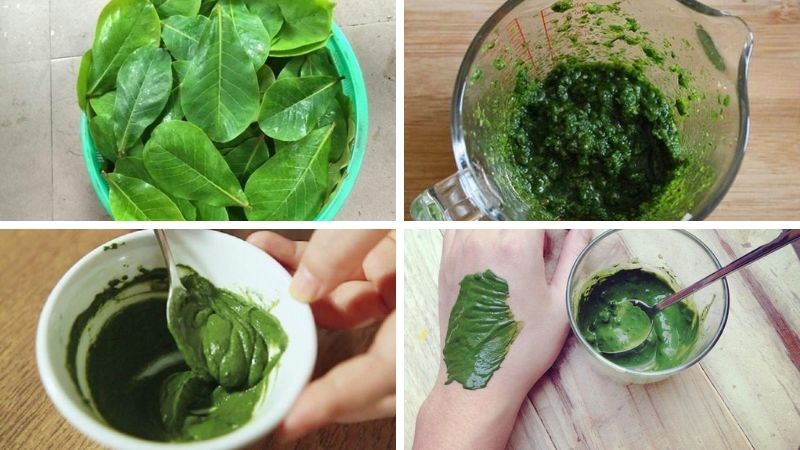 Lá bàng: Từ loại lá quen thuộc đến nguyên liệu trong nhiều bài thuốc dân gian Lá bàng: Từ loại lá quen thuộc đến nguyên liệu trong nhiều bài thuốc dân gian
