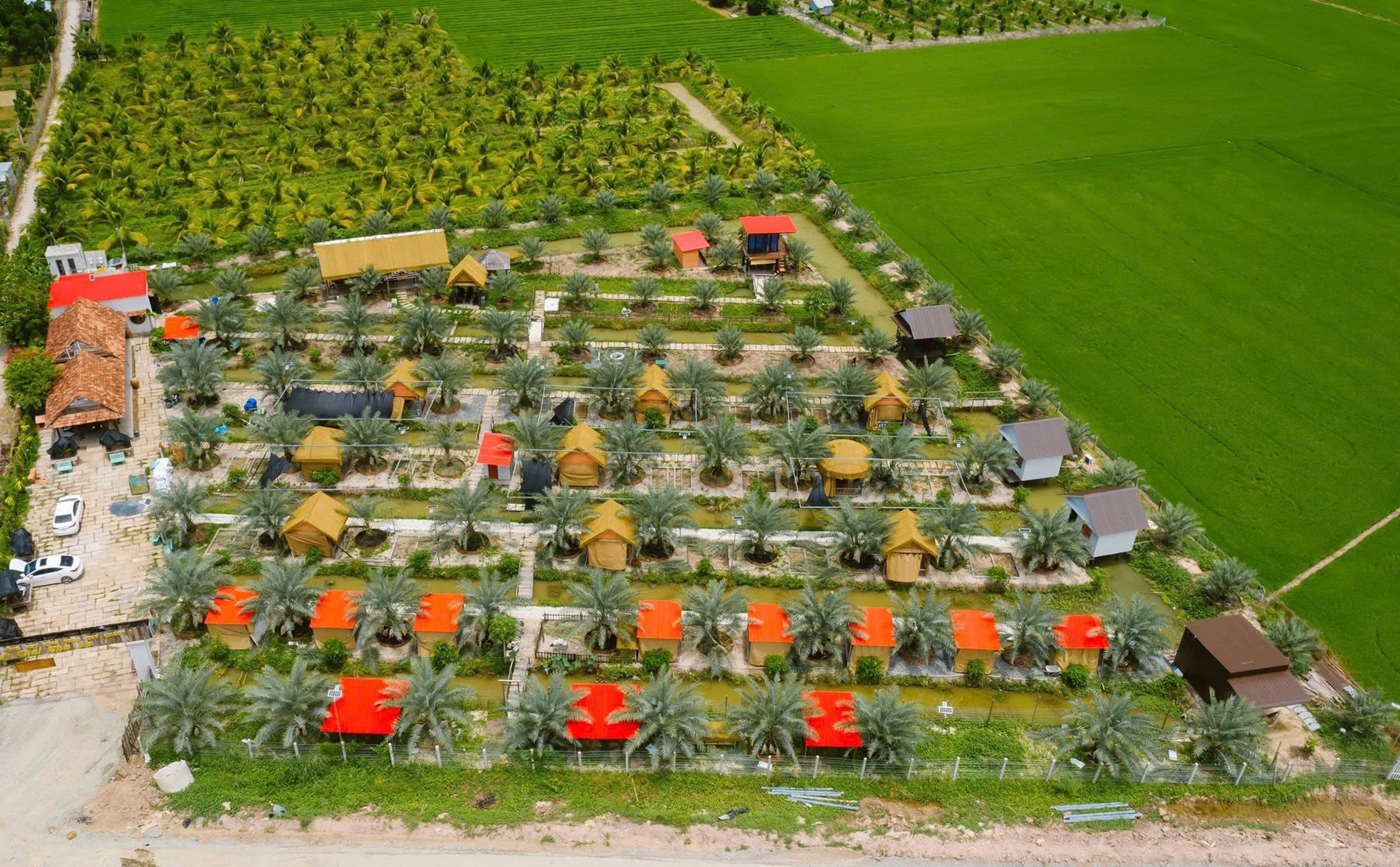 Vườn chà là độc đáo ở Đồng Tháp cho khách vào miễn phí, tự cắt trái mang về Vườn chà là độc đáo ở Đồng Tháp cho khách vào miễn phí, tự cắt trái mang về