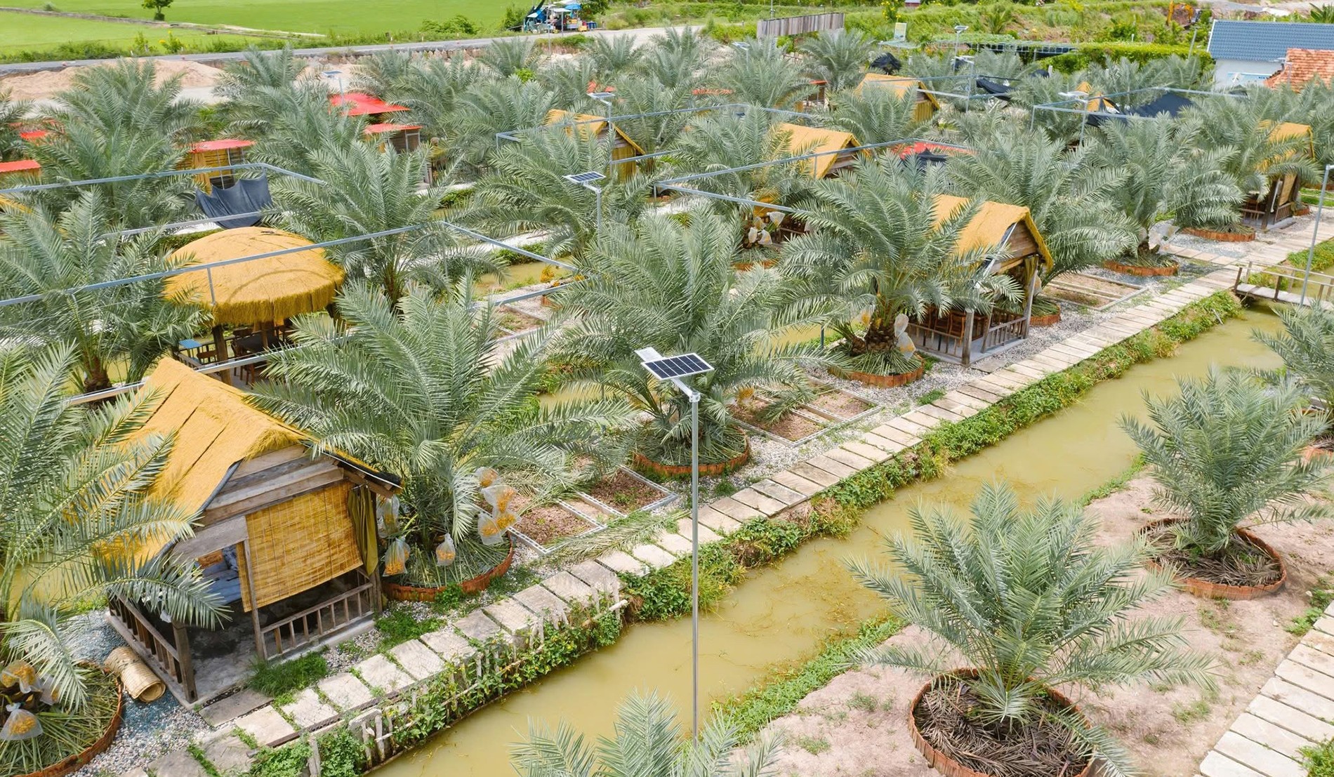 Vườn chà là độc đáo ở Đồng Tháp cho khách vào miễn phí, tự cắt trái mang về Vườn chà là độc đáo ở Đồng Tháp cho khách vào miễn phí, tự cắt trái mang về