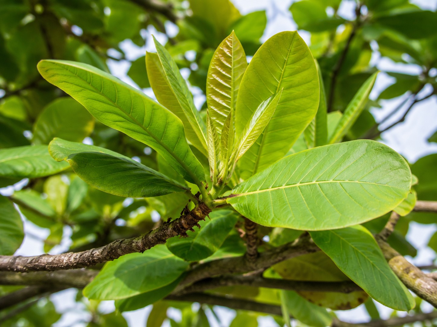 Lá bàng: Từ loại lá quen thuộc đến nguyên liệu trong nhiều bài thuốc dân gian Lá bàng: Từ loại lá quen thuộc đến nguyên liệu trong nhiều bài thuốc dân gian
