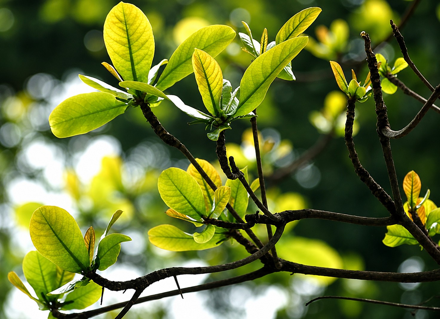 Lá bàng: Từ loại lá quen thuộc đến nguyên liệu trong nhiều bài thuốc dân gian Lá bàng: Từ loại lá quen thuộc đến nguyên liệu trong nhiều bài thuốc dân gian