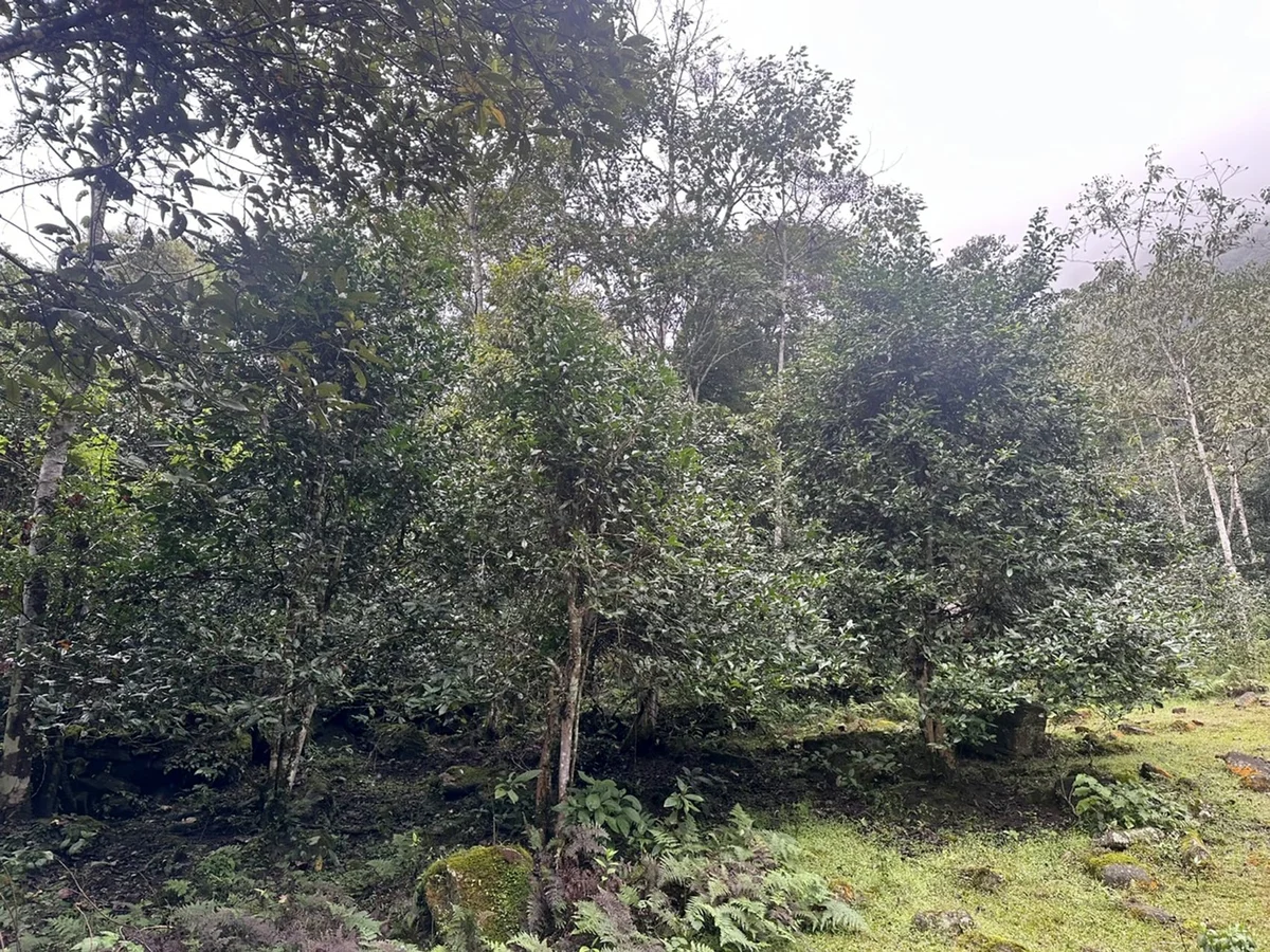 Khai mở giá trị chè hữu cơ cổ thụ: Cơ hội mới cho kinh tế vùng cao Lào Cai Khai mở giá trị chè hữu cơ cổ thụ: Cơ hội mới cho kinh tế vùng cao Lào Cai