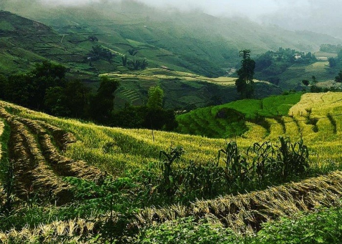 Khai mở giá trị chè hữu cơ cổ thụ: Cơ hội mới cho kinh tế vùng cao Lào Cai Khai mở giá trị chè hữu cơ cổ thụ: Cơ hội mới cho kinh tế vùng cao Lào Cai