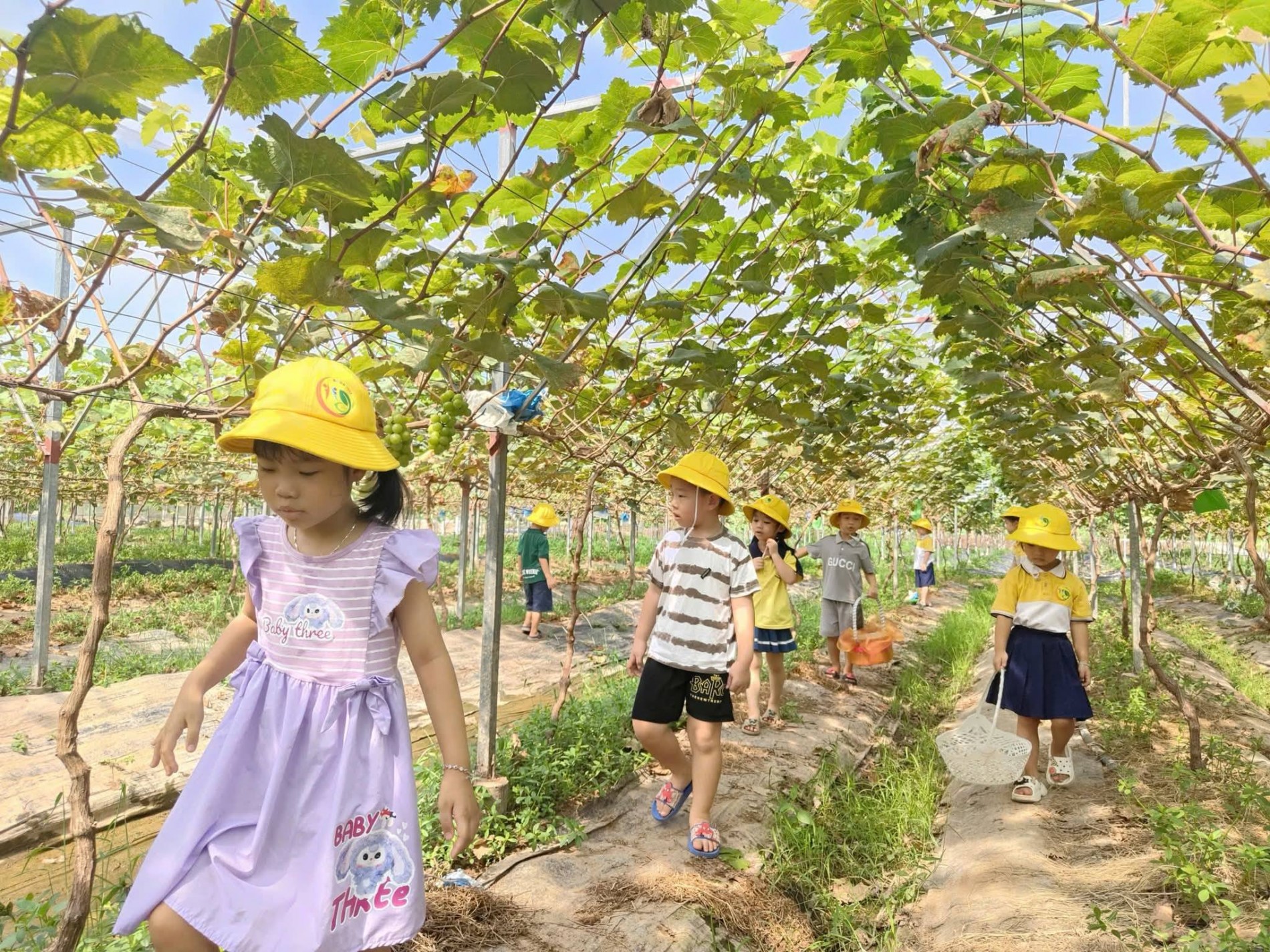 Mô hình vườn nho sinh thái mở hướng phát triển du lịch nông nghiệp tại Hải Phòng Mô hình vườn nho sinh thái mở hướng phát triển du lịch nông nghiệp tại Hải Phòng