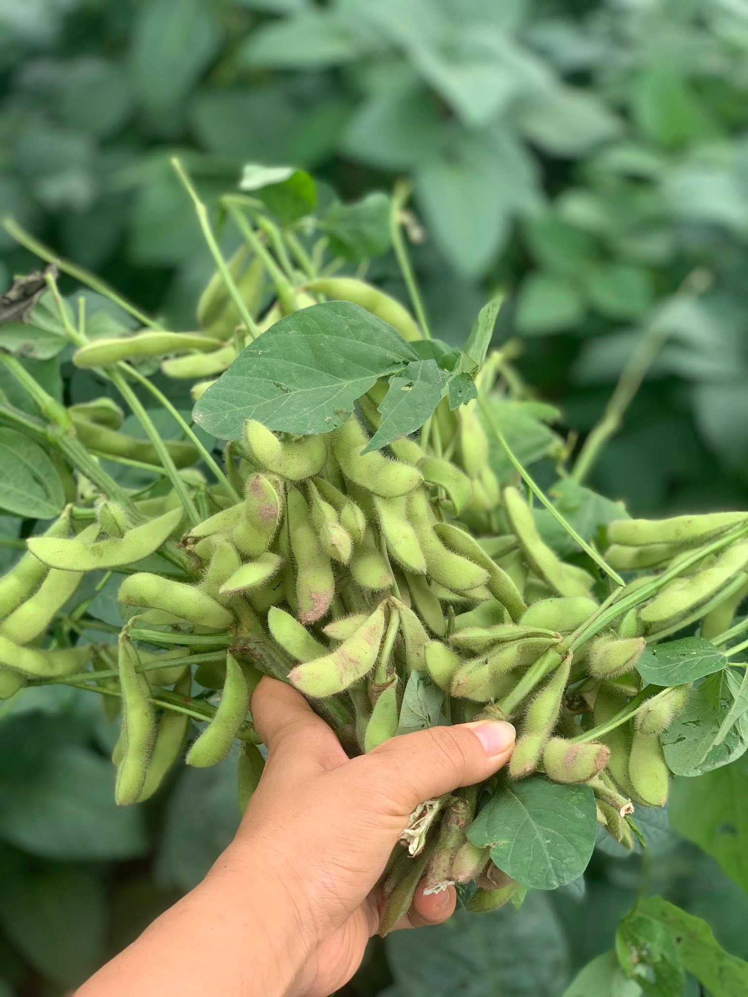 Mô hình vườn nho sinh thái mở hướng phát triển du lịch nông nghiệp tại Hải Phòng Mô hình vườn nho sinh thái mở hướng phát triển du lịch nông nghiệp tại Hải Phòng
