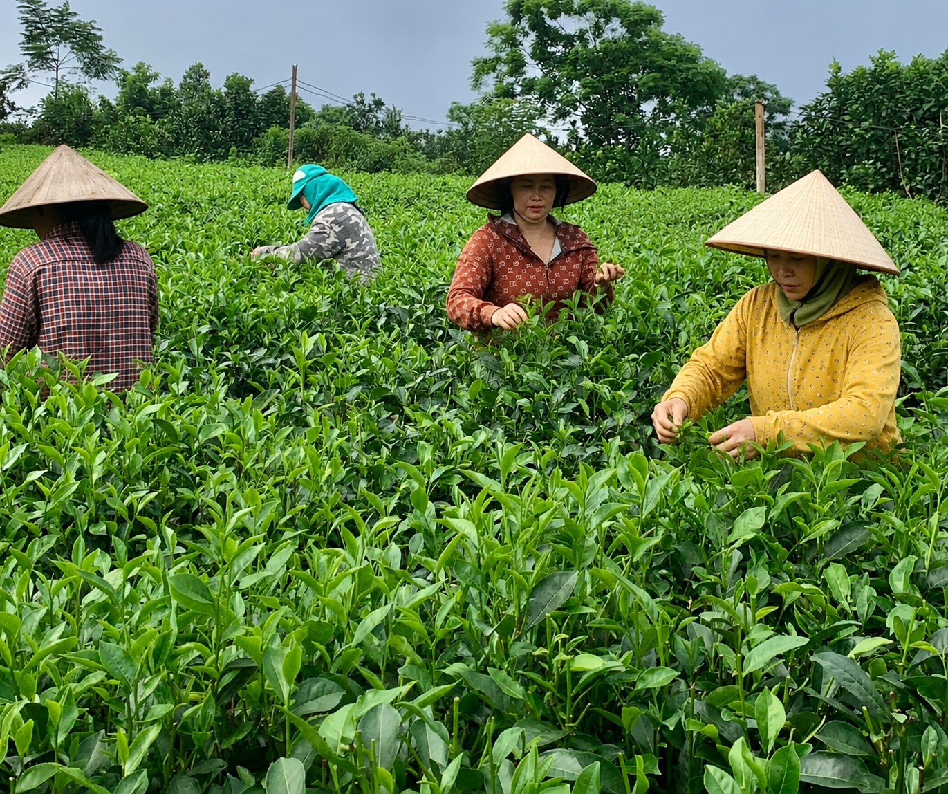 Làng chè dưới chân Ba Vì thay đổi nhờ tư duy làm sạch để đi xa Làng chè dưới chân Ba Vì thay đổi nhờ tư duy làm sạch để đi xa