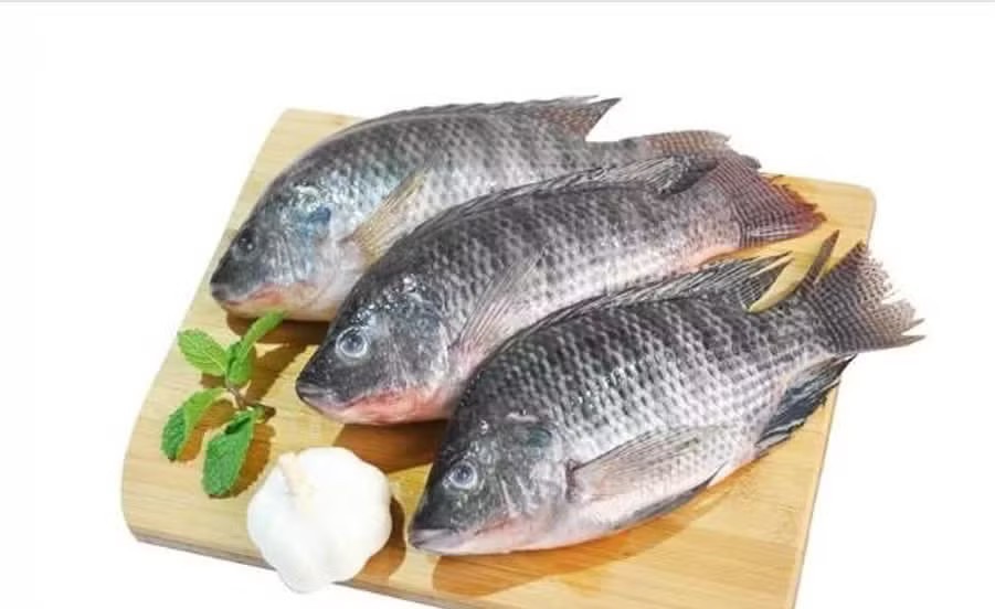 Vì sao Nhật Bản chọn cá rô phi Việt để làm sashimi? Vì sao Nhật Bản chọn cá rô phi Việt để làm sashimi?