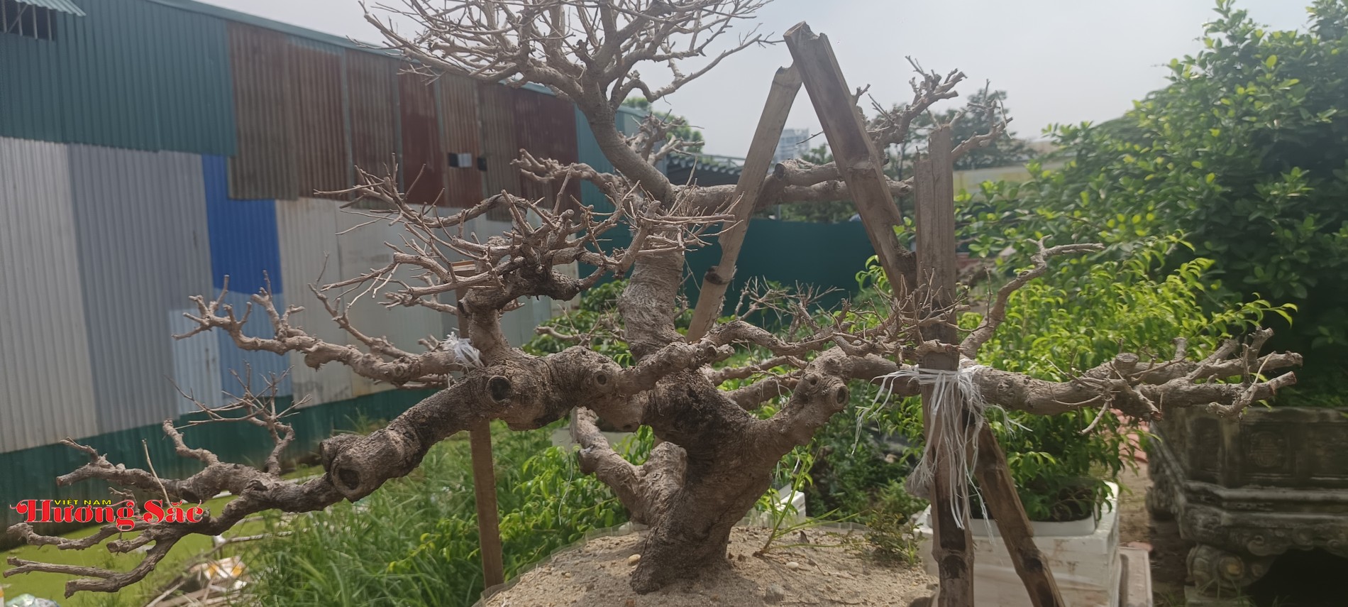 Vụ cây cảnh chết bất thường tại vườn Triều Khúc: Ghi nhận từ hiện trường và người trong cuộc Vụ cây cảnh chết bất thường tại vườn Triều Khúc: Ghi nhận từ hiện trường và người trong cuộc