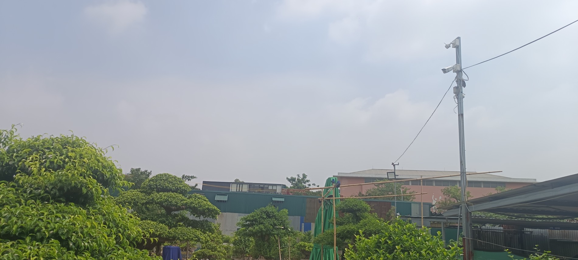 Vụ cây cảnh chết bất thường tại vườn Triều Khúc: Ghi nhận từ hiện trường và người trong cuộc Vụ cây cảnh chết bất thường tại vườn Triều Khúc: Ghi nhận từ hiện trường và người trong cuộc
