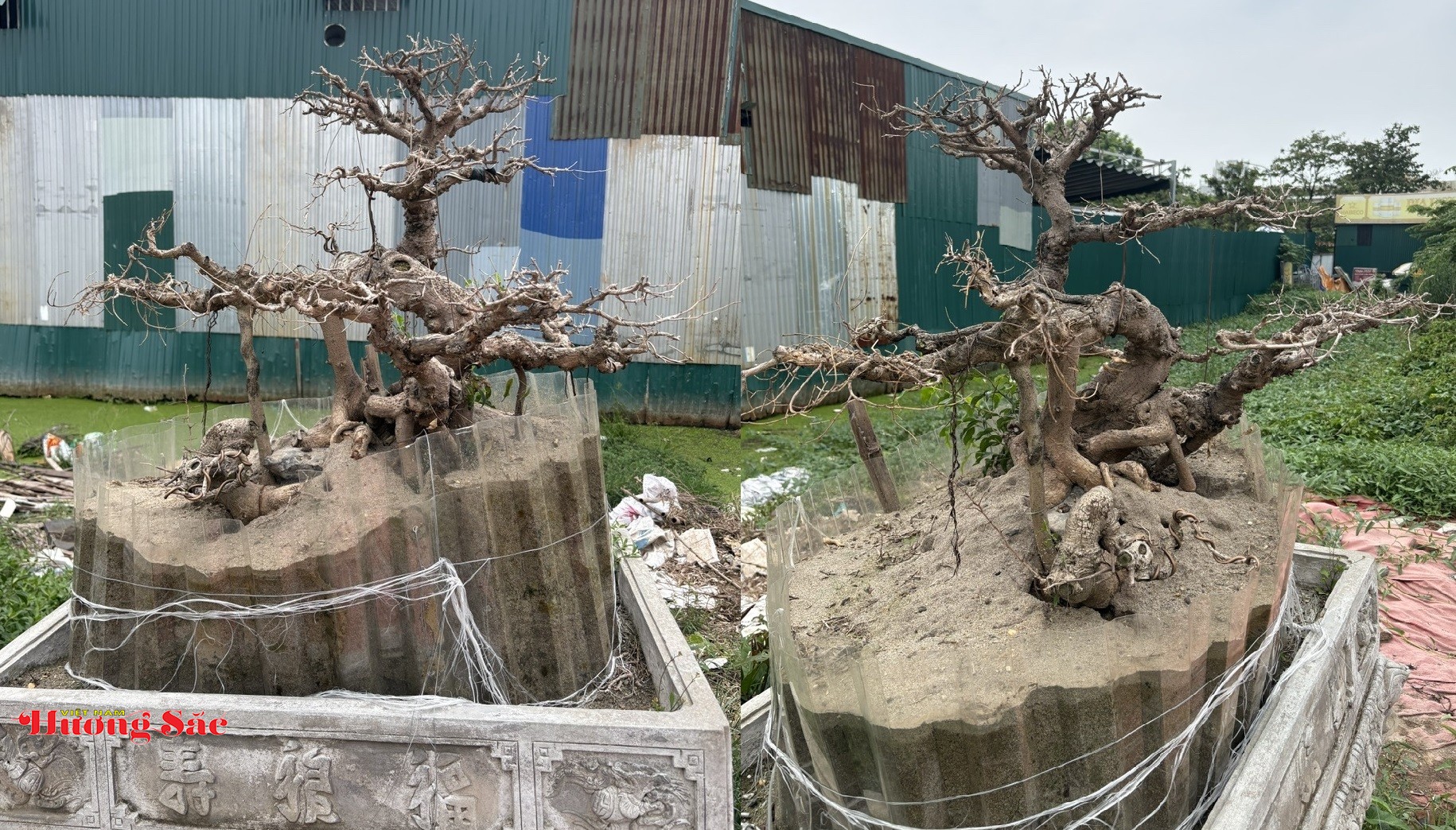 Vụ ba cây cảnh chết bất thường tại Nhà vườn Hữu Tuân: Cơ quan chức năng đang phân loại, xử lý theo quy định Vụ ba cây cảnh chết bất thường tại Nhà vườn Hữu Tuân: Cơ quan chức năng đang phân loại, xử lý theo quy định