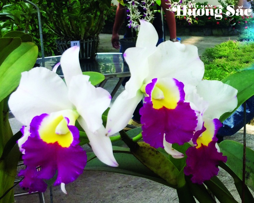 Bí quyết nhân giống và chăm sóc lan Cattleya cho người mới bắt đầu Bí quyết nhân giống và chăm sóc lan Cattleya cho người mới bắt đầu