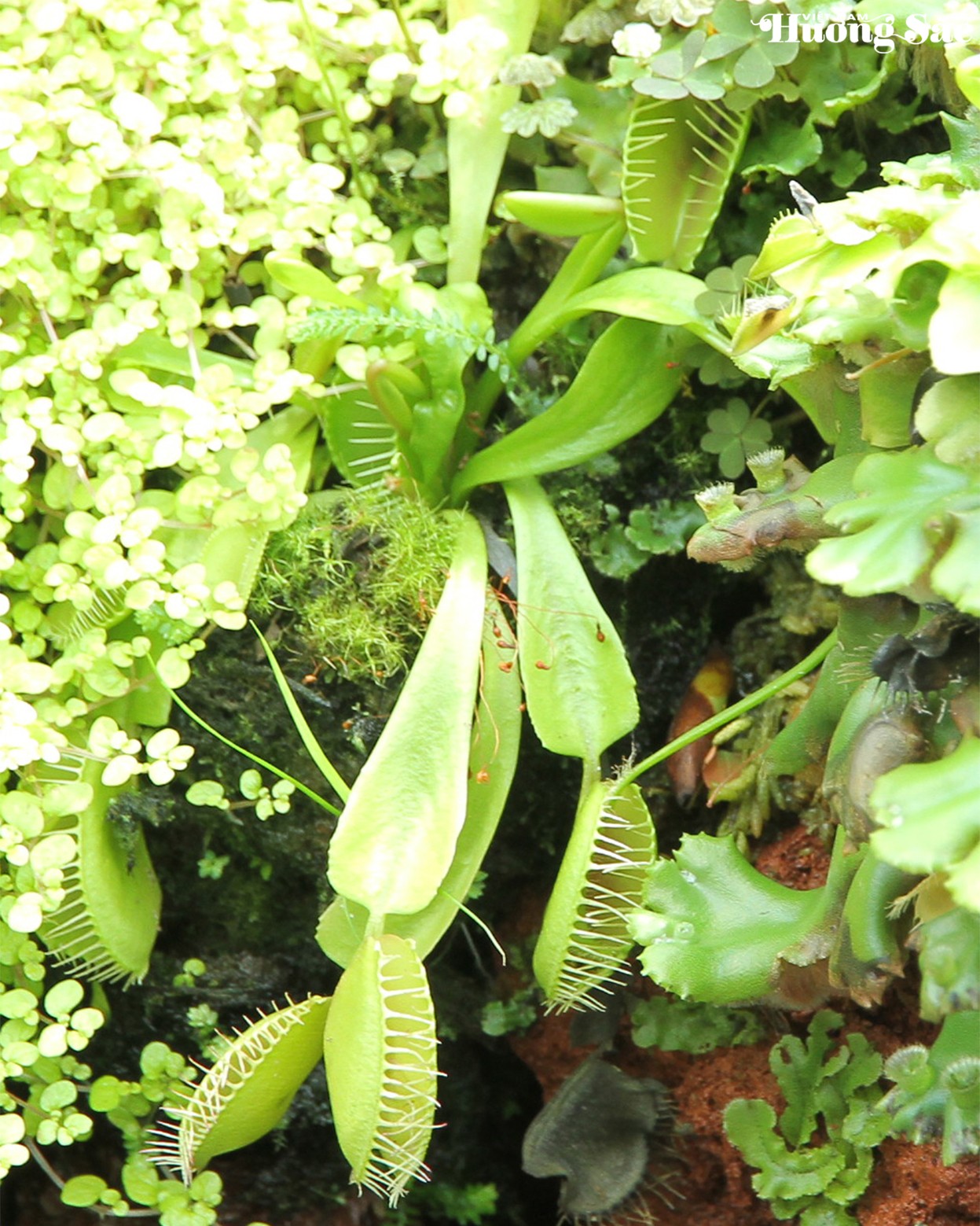 Cây ăn thịt và