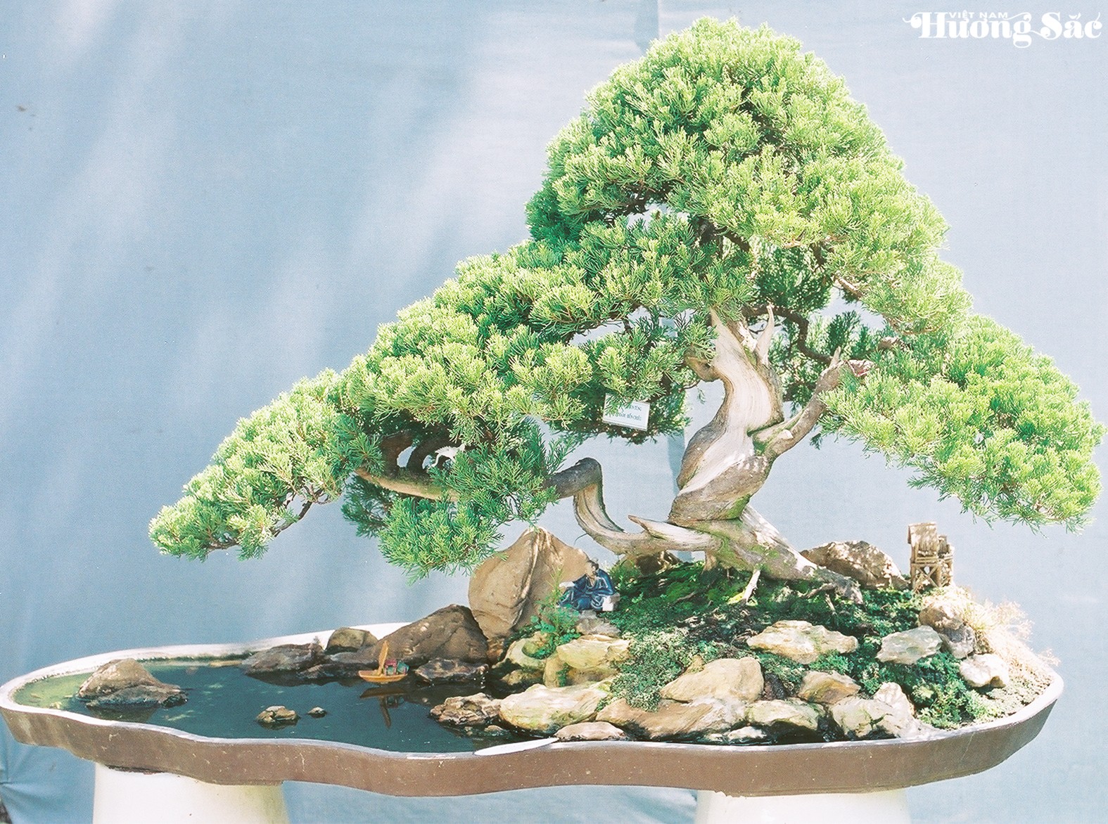 Chuyển thể bonsai thành tiểu cảnh: cuộc kiến tạo nghệ thuật Chuyển thể bonsai thành tiểu cảnh: cuộc kiến tạo nghệ thuật