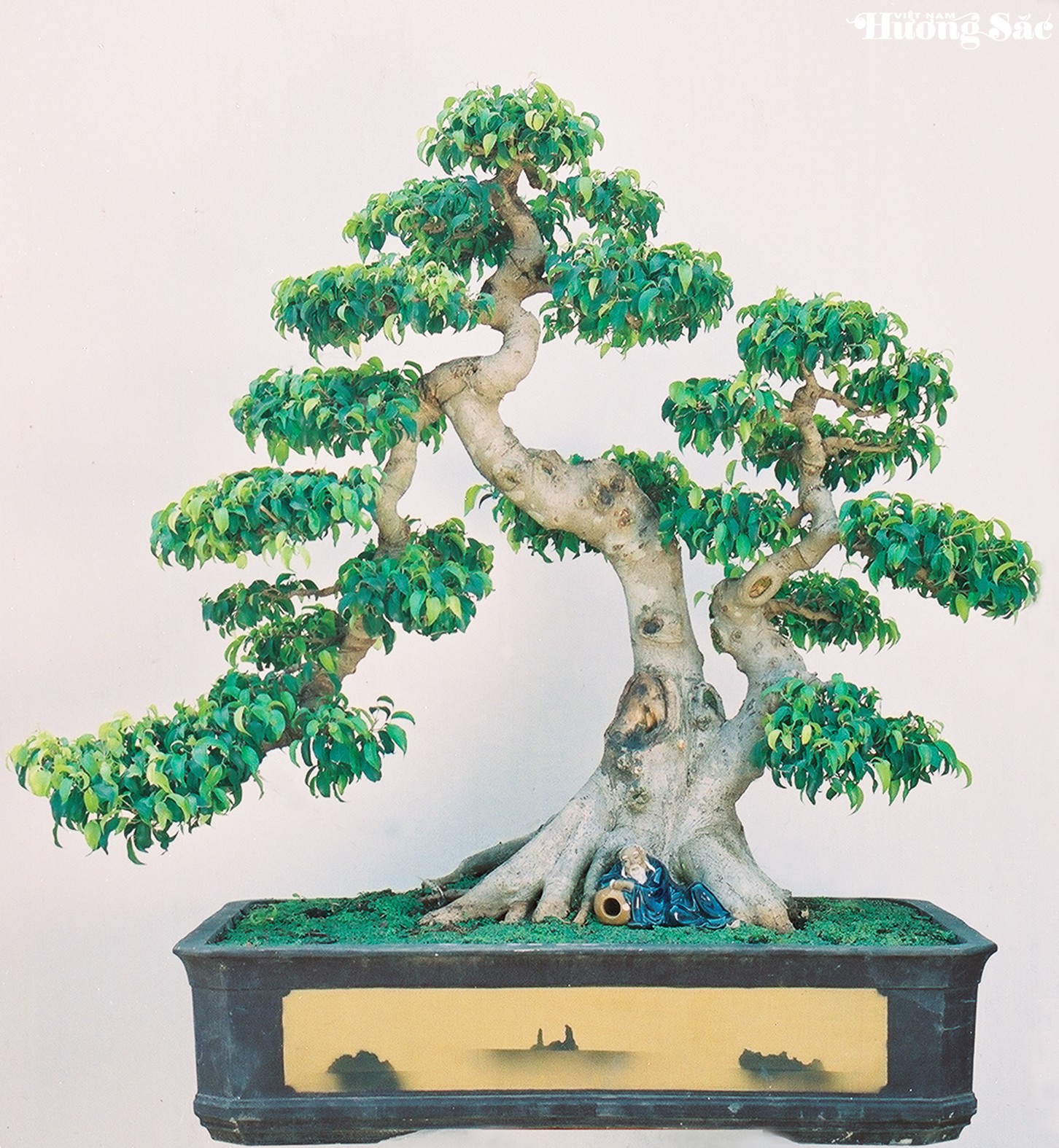 Chuyển thể bonsai thành tiểu cảnh: cuộc kiến tạo nghệ thuật Chuyển thể bonsai thành tiểu cảnh: cuộc kiến tạo nghệ thuật