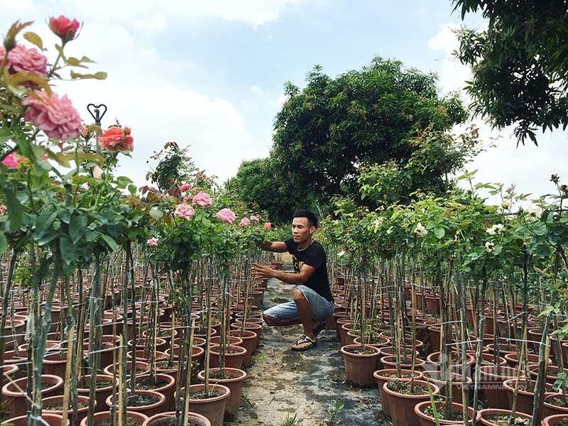Làm giàu từ hoa hồng bonsai: Vườn hơn 20.000 gốc mang về doanh thu hàng tỷ đồng