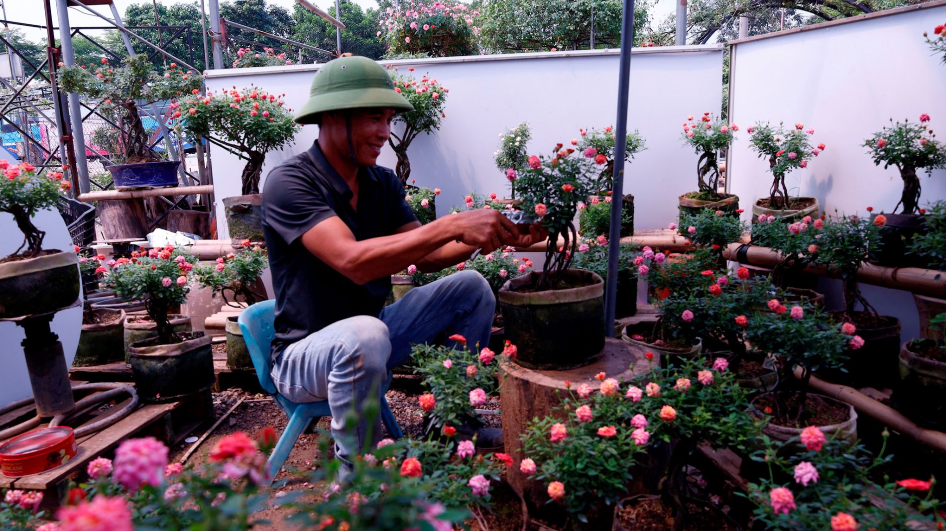 Làm giàu từ hoa hồng bonsai: Vườn hơn 20.000 gốc mang về doanh thu hàng tỷ đồng