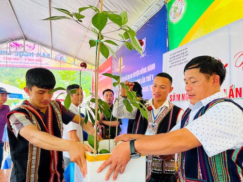 Đà Nẵng mở chợ sâm Ngọc Linh hằng tháng gần cầu Rồng, quảng bá quốc bảo giữa trung tâm thành phố Đà Nẵng mở chợ sâm Ngọc Linh hằng tháng gần cầu Rồng, quảng bá quốc bảo giữa trung tâm thành phố