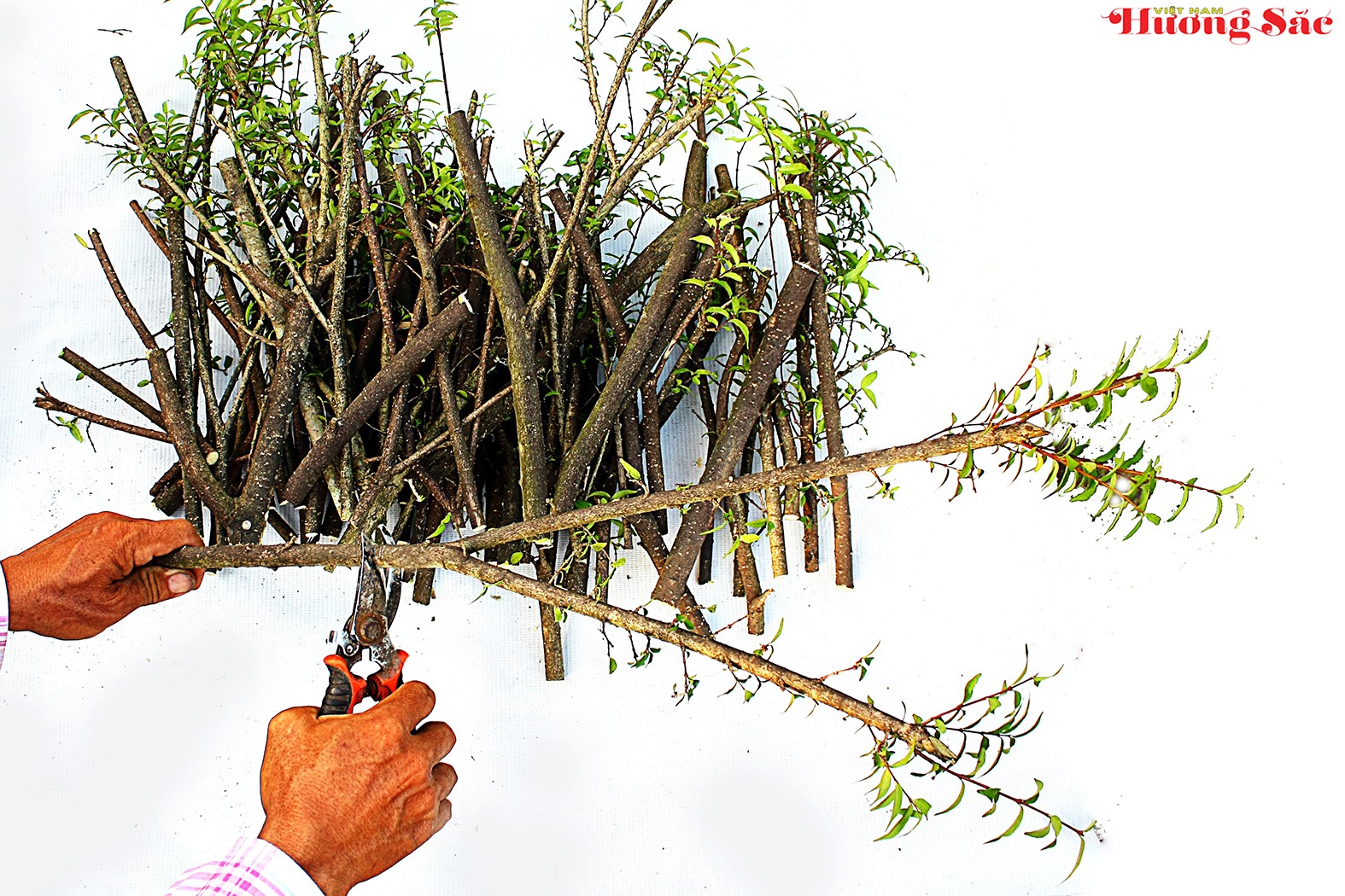 Hướng dẫn kỹ thuật giâm cành hiệu quả, tỷ lệ sống cao