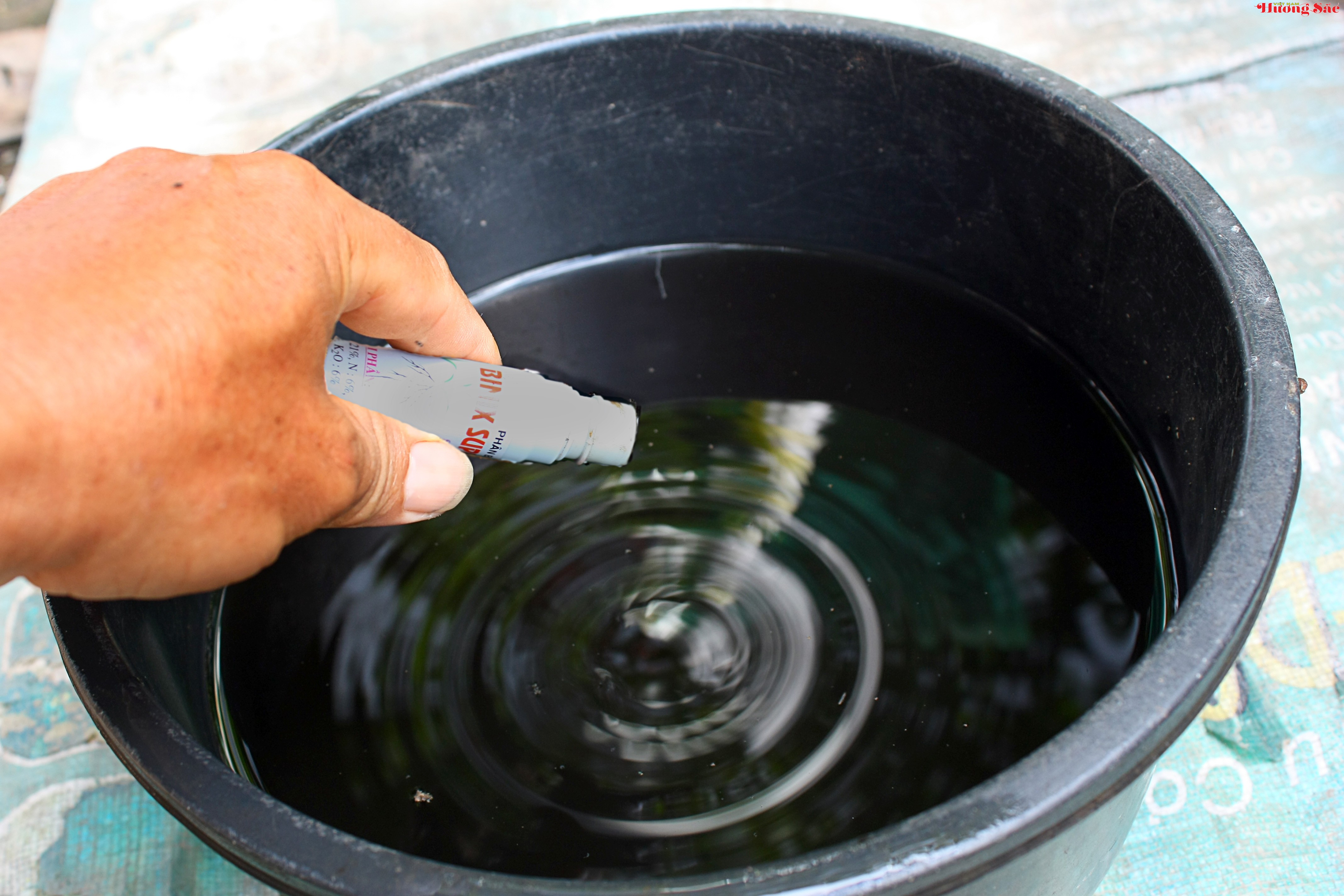 Hướng dẫn kỹ thuật giâm cành hiệu quả, tỷ lệ sống cao