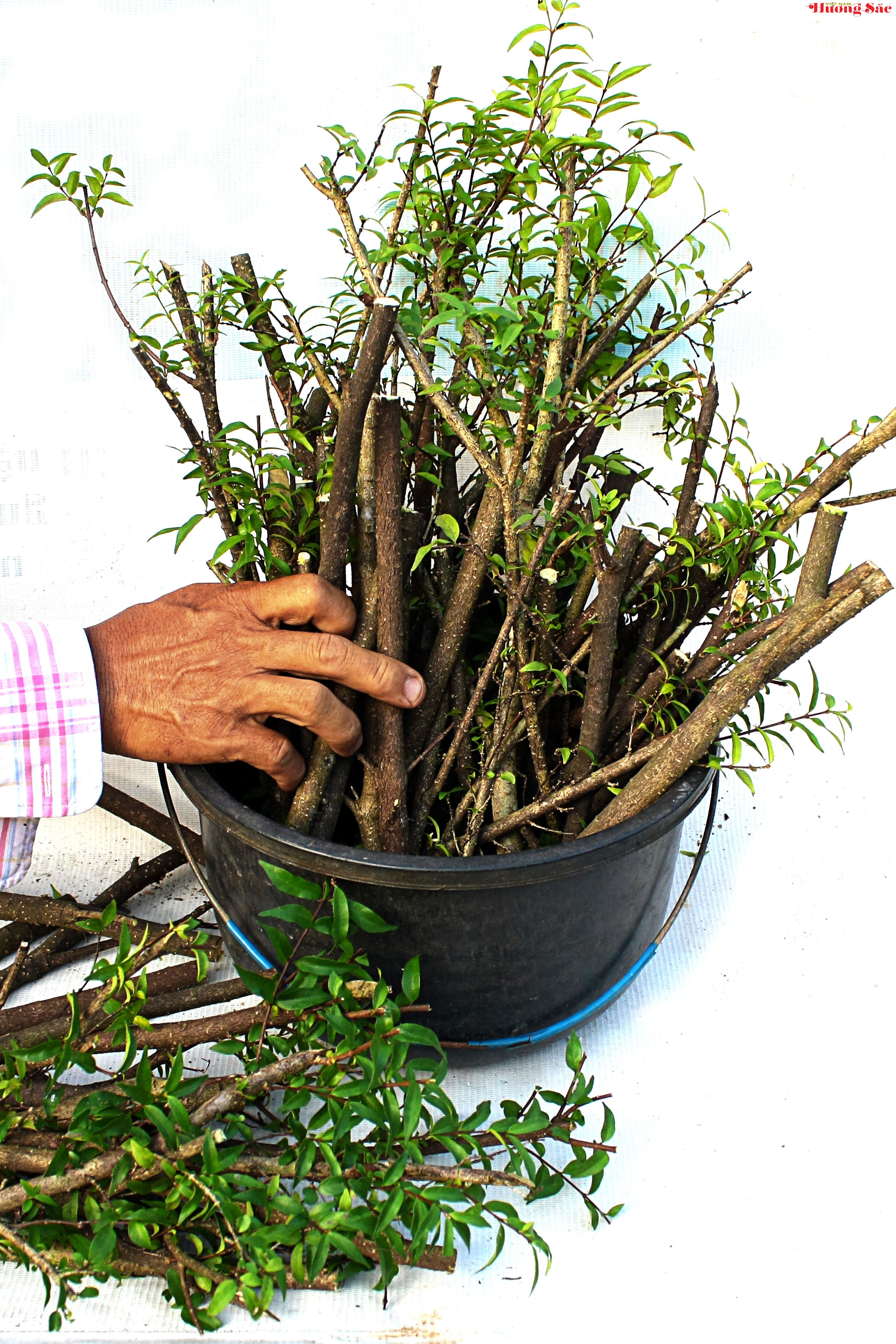 Hướng dẫn kỹ thuật giâm cành hiệu quả, tỷ lệ sống cao