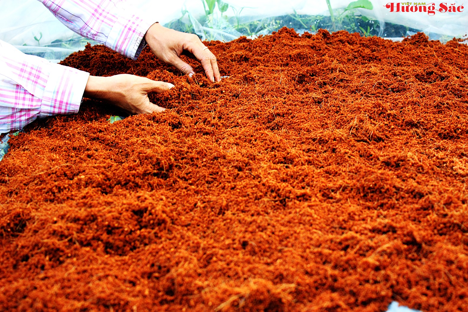 Hướng dẫn kỹ thuật giâm cành hiệu quả, tỷ lệ sống cao