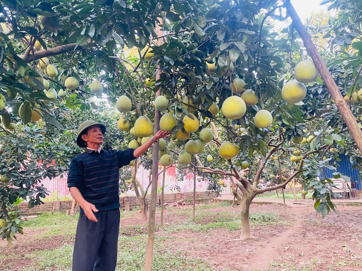 Muốn xuất khẩu sang châu Âu, quả bưởi phải vượt qua 91 bài kiểm tra Muốn xuất khẩu sang châu Âu, quả bưởi phải vượt qua 91 bài kiểm tra