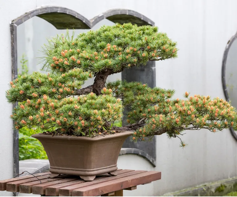 Theo phong thủy, nên đặt cây bonsai ở đâu để thu hút tài lộc và cân bằng năng lượng? Theo phong thủy, nên đặt cây bonsai ở đâu để thu hút tài lộc và cân bằng năng lượng?