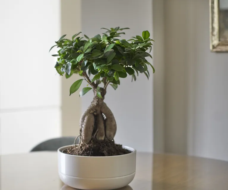 Theo phong thủy, nên đặt cây bonsai ở đâu để thu hút tài lộc và cân bằng năng lượng? Theo phong thủy, nên đặt cây bonsai ở đâu để thu hút tài lộc và cân bằng năng lượng?