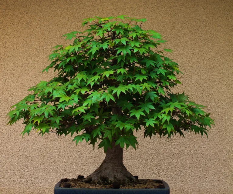 Theo phong thủy, nên đặt cây bonsai ở đâu để thu hút tài lộc và cân bằng năng lượng? Theo phong thủy, nên đặt cây bonsai ở đâu để thu hút tài lộc và cân bằng năng lượng?