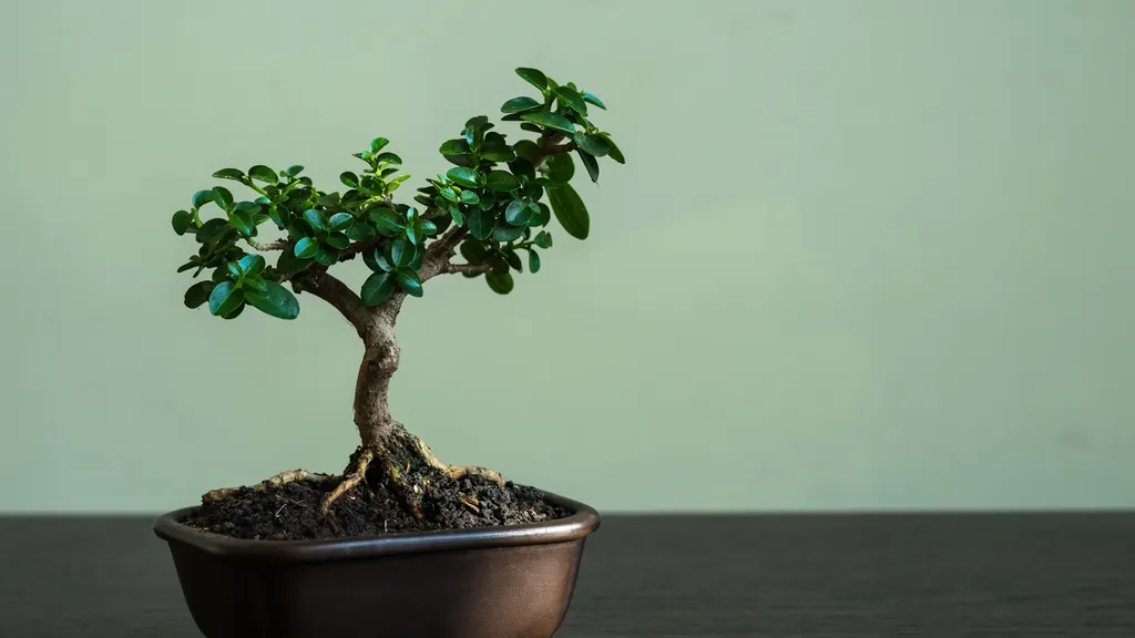 Theo phong thủy, nên đặt cây bonsai ở đâu để thu hút tài lộc và cân bằng năng lượng? Theo phong thủy, nên đặt cây bonsai ở đâu để thu hút tài lộc và cân bằng năng lượng?