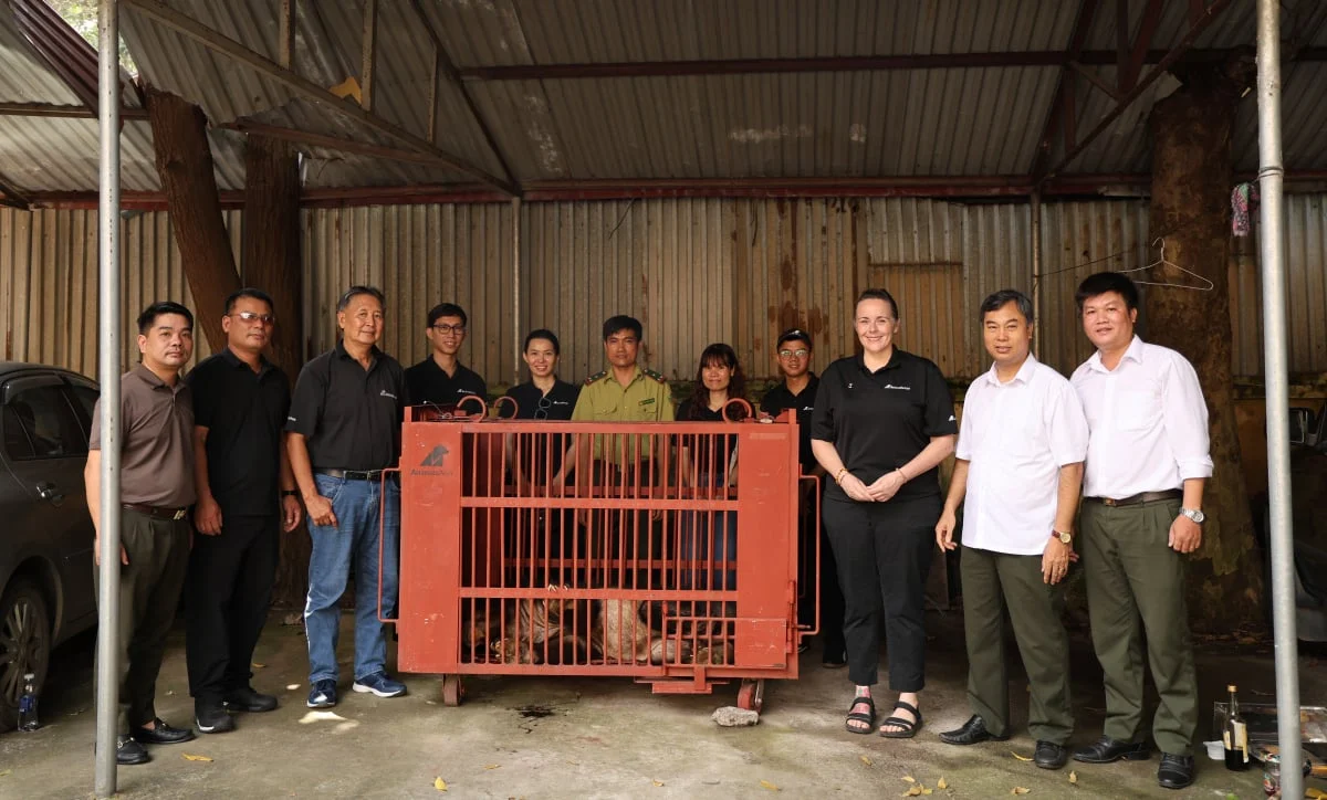 Cứu hộ thành công gấu ngựa bị nuôi nhốt hơn 15 năm, đưa về Vườn quốc gia Bạch Mã