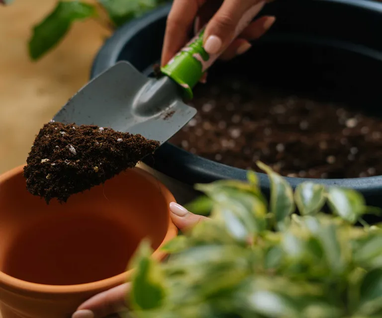 Ý tưởng chậu cây phong cách vườn thiền Nhật Bản: Cách đơn giản tạo góc thư giãn yên bình ngay trên sân hiên Ý tưởng chậu cây phong cách vườn thiền Nhật Bản: Cách đơn giản tạo góc thư giãn yên bình ngay trên sân hiên