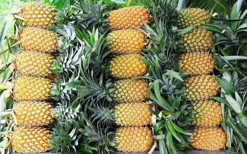 Khóm Tắc Cậu nâng tầm giá trị nhờ chế biến và OCOP