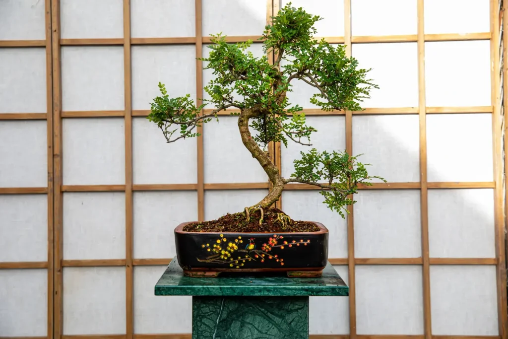 Cây bonsai có cần che nắng vào mùa hè? Hướng dẫn chăm sóc đúng cách cho người mới bắt đầu Cây bonsai có cần che nắng vào mùa hè? Hướng dẫn chăm sóc đúng cách cho người mới bắt đầu