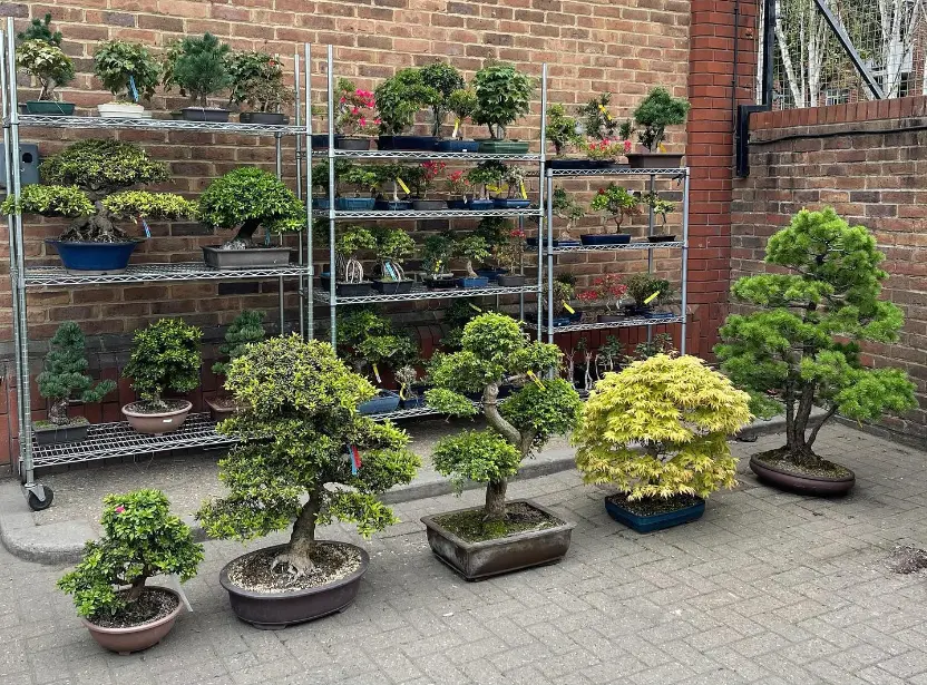 Cây bonsai có cần che nắng vào mùa hè? Hướng dẫn chăm sóc đúng cách cho người mới bắt đầu Cây bonsai có cần che nắng vào mùa hè? Hướng dẫn chăm sóc đúng cách cho người mới bắt đầu