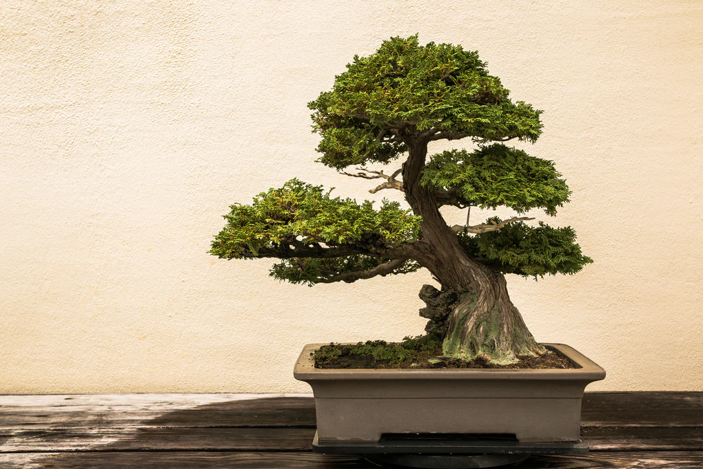 Đạo Bonsai: Triết lý Wabi-Sabi và vẻ đẹp của sự bất toàn