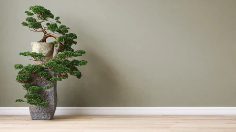 Đạo Bonsai: Triết lý Wabi-Sabi và vẻ đẹp của sự bất toàn