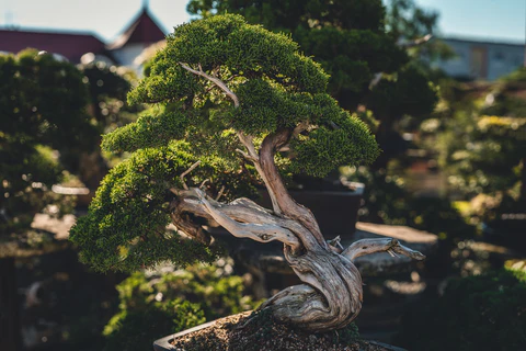 Đạo Bonsai: Triết lý Wabi-Sabi và vẻ đẹp của sự bất toàn