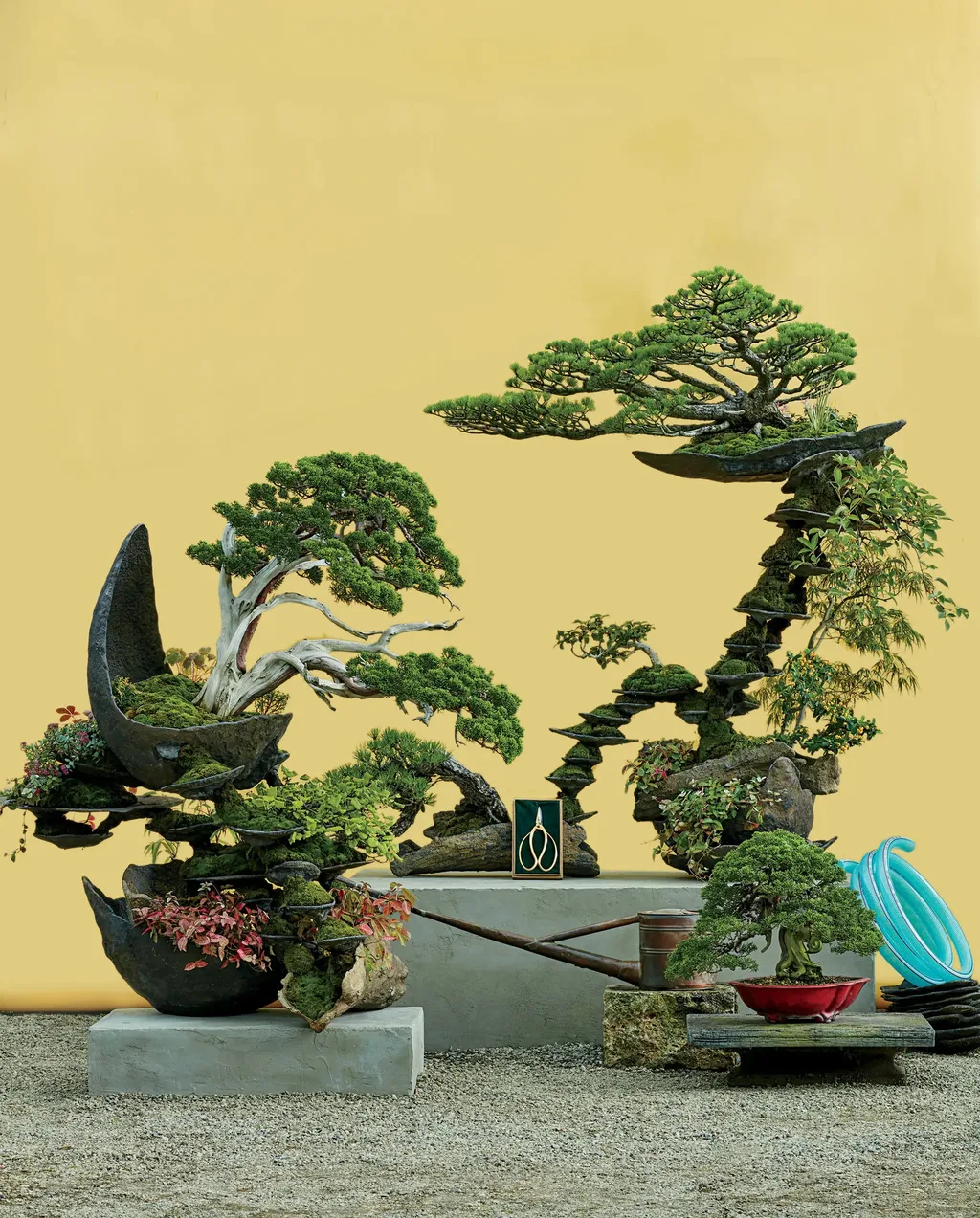 Một nghìn năm bonsai: Có lúc lụi tàn, có khi rực rỡ Một nghìn năm bonsai: Có lúc lụi tàn, có khi rực rỡ