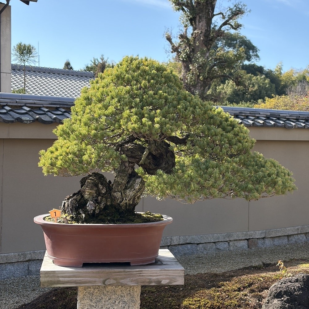 Vườn Bonsai Hoshun-in – Không gian bonsai giữa lòng cố đô Kyoto